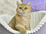 Taiti 1 - British Shorthair Cat For Sale - Chicago&comma; IL&comma; US