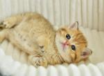 Selin - Scottish Straight Cat For Sale - Chicago&comma; IL&comma; US