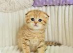 Silvia - Scottish Fold Cat For Sale - Chicago&comma; IL&comma; US