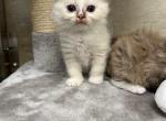 Gigi - Ragdoll Cat For Sale - Freeburg&comma; PA&comma; US