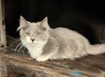 Colin - Munchkin Cat For Sale - Neosho&comma; MO&comma; US