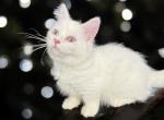 Madeline - Munchkin Cat For Sale - Neosho&comma; MO&comma; US