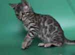 William - Bengal Cat For Sale - Hollywood&comma; FL&comma; US