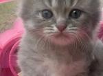 TICA Minuet Percy and Savannah's Litter - Minuet Cat For Sale - Iron Station&comma; NC&comma; US