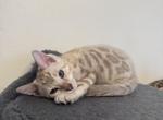 Snow Bengal girl - Bengal Cat For Sale - Raeford&comma; NC&comma; US