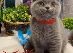 Orianna - British Shorthair Cat For Sale - Jacksonville&comma; FL&comma; US