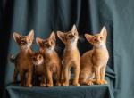 Aby litter 1 - Abyssinian Kitten For Sale - Las Vegas&comma; NV&comma; US