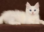 Pamir - Siberian Cat For Sale - Miami&comma; FL&comma; US