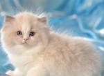 Lala - Ragdoll Cat For Sale - Norwalk&comma; CT&comma; US