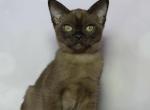 Ufim - Burmese Cat For Sale - Norwalk&comma; CT&comma; US