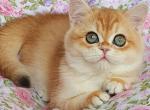 Lilu - British Shorthair Cat For Sale - Norwalk&comma; CT&comma; US