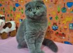 Elise - Scottish Fold Cat For Sale - Hollywood&comma; FL&comma; US