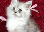 Diamond - Maine Coon Cat For Sale - Miami&comma; FL&comma; US