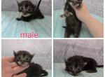 New babies - Maine Coon Cat For Sale - Frenchtown&comma; MI&comma; US