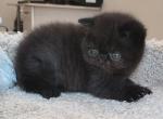 Kleon - Exotic Cat For Sale - Norwalk&comma; CT&comma; US