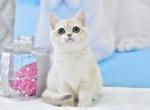 Zlatan - British Shorthair Cat For Sale - Pembroke Pines&comma; FL&comma; US