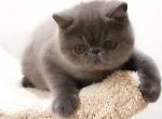 Kalis - Exotic Cat For Sale - Norwalk&comma; CT&comma; US