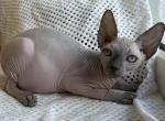 Fiona - Sphynx Cat For Sale - Pembroke Pines&comma; FL&comma; US