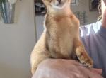 Pickles - Abyssinian Cat For Sale - Hutchinson&comma; KS&comma; US
