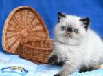 Kienta - Exotic Cat For Sale - Norwalk&comma; CT&comma; US