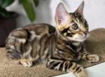 Daiquiri - Bengal Cat For Sale - Hollywood&comma; FL&comma; US