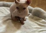 Max - Bambino Cat For Sale - FL&comma; US
