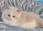 Lala - Ragdoll Cat For Sale - Miami&comma; FL&comma; US