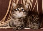 Teddy - Siberian Cat For Sale - Miami&comma; FL&comma; US