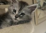 Bluey - Maine Coon Cat For Sale - Bechtelsville&comma; PA&comma; US