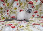 Alecris - Munchkin Cat For Sale - Sacramento&comma; CA&comma; US