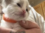 ON HOLD Bicolor mink Kats ravishing ragdolls - Ragdoll Cat For Sale - Lancaster&comma; PA&comma; US