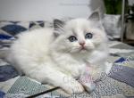 Doris - Ragdoll Cat For Sale - Tuscaloosa&comma; AL&comma; US