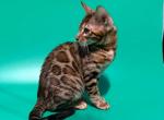 Wegas - Bengal Cat For Sale - Hollywood&comma; FL&comma; US
