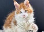 Red Sun - Maine Coon Cat For Sale - Miami&comma; FL&comma; US