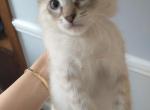 White kitten - American Longhair Cat For Sale - Agawam&comma; MA&comma; US