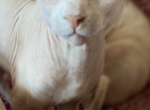 Delta - Sphynx Cat For Sale - 