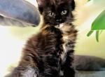 Freckles - Maine Coon Cat For Sale - Chicago&comma; IL&comma; US