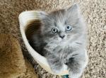 Forest - Ragdoll Cat For Sale - WI&comma; US