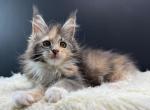Qquruzka - Maine Coon Cat For Sale - Miami&comma; FL&comma; US