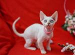 Rianna - Devon Rex Cat For Sale - Norwalk&comma; CT&comma; US