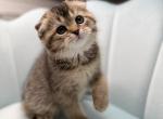 Bella - Scottish Fold Cat For Sale - Buffalo Grove&comma; IL&comma; US