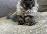 Luna - Maine Coon Cat For Sale - Kansas City&comma; MO&comma; US