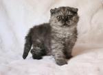 Spock - Selkirk Rex Cat For Sale - Iva&comma; SC&comma; US