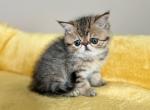 Ivroce - Persian Cat For Sale - Lexington&comma; KY&comma; US