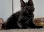 Vivian - Maine Coon Cat For Sale - Miami&comma; FL&comma; US
