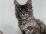 Varya - Maine Coon Cat For Sale - Miami&comma; FL&comma; US