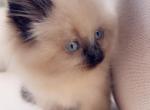 Valentines babies - Ragdoll Cat For Sale - Vancouver&comma; WA&comma; US