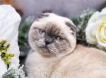 Koko Chanel - Scottish Fold Cat For Adoption - Watertown&comma; NY&comma; US
