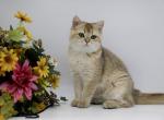 Zima - British Shorthair Cat For Sale - Ashburn&comma; VA&comma; US