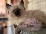 Elaine RESERVED AKA Ivy Luna - Balinese Cat For Sale - CA&comma; US